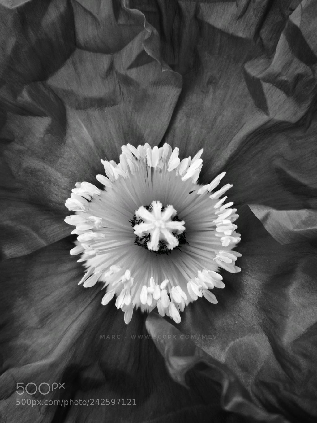 HUAWEI Honor 8 sample photo. Crumpled beauty 2 photography