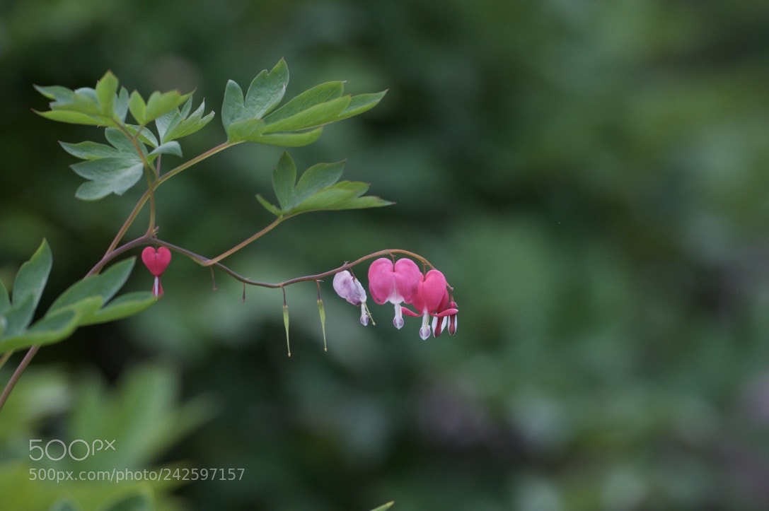 Nikon D700 sample photo. 荷包牡丹 photography