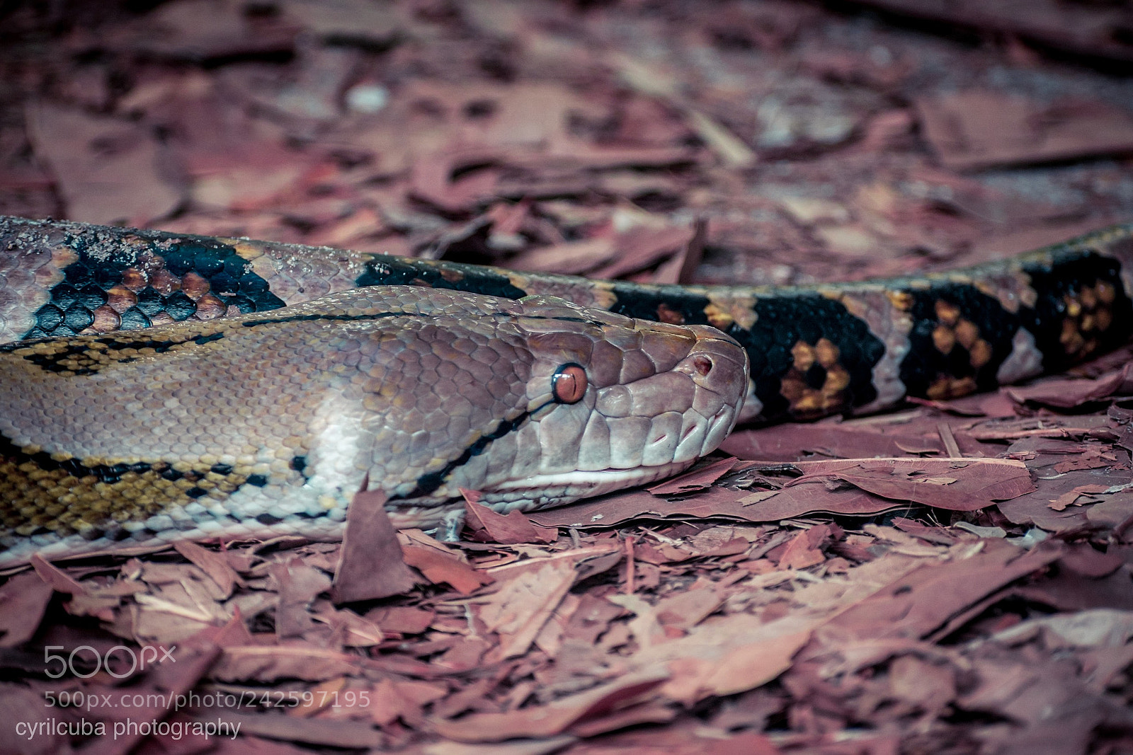 Nikon D5500 sample photo. Snake photography