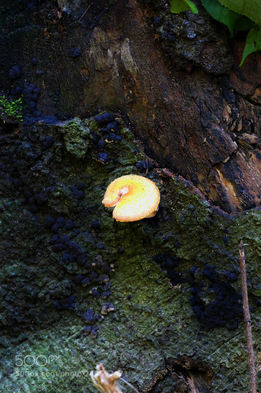 Panasonic Lumix DMC-FZ1000 sample photo. Lonely mushroom photography