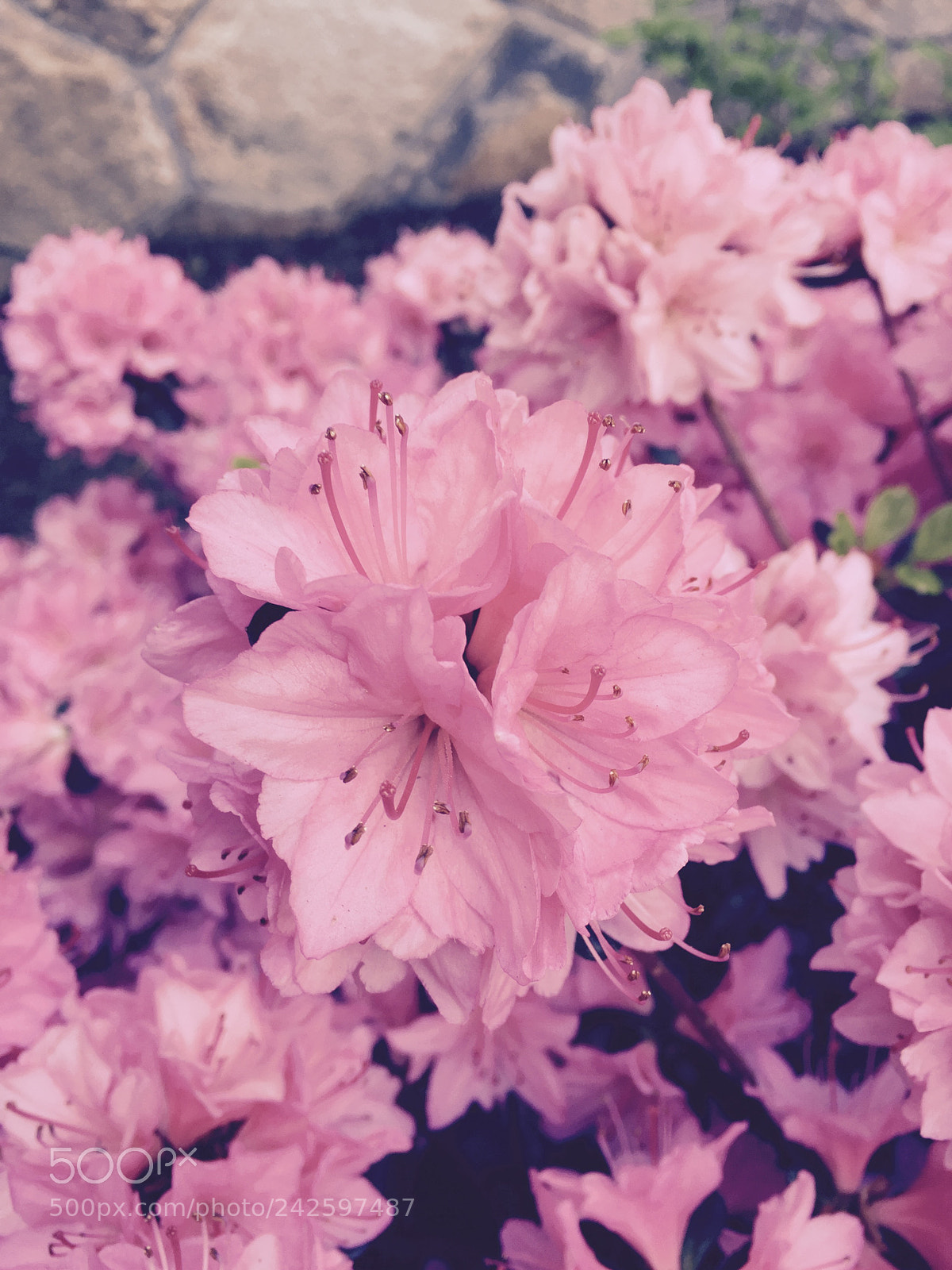 Apple iPhone 6 sample photo. Untitled photography