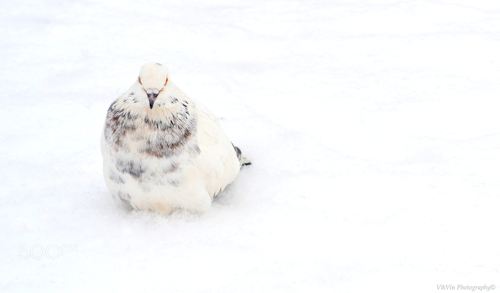 Nikon D3100 sample photo. Pigeon on the snow photography