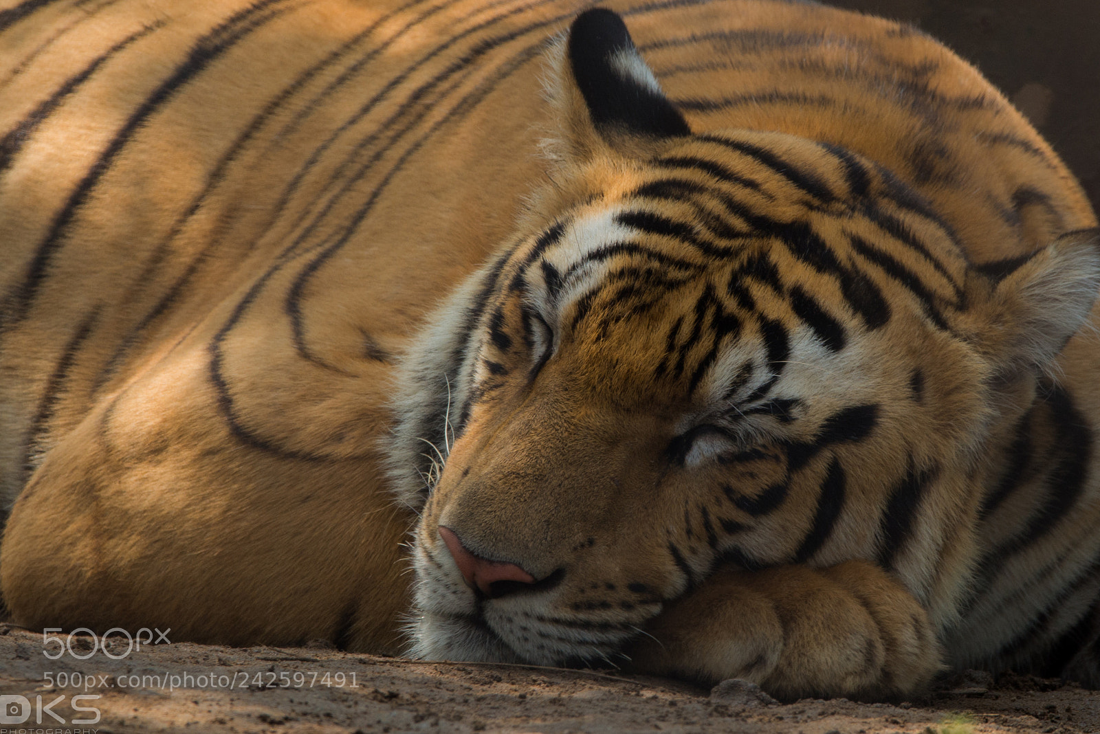 Nikon D610 sample photo. Tiger photography