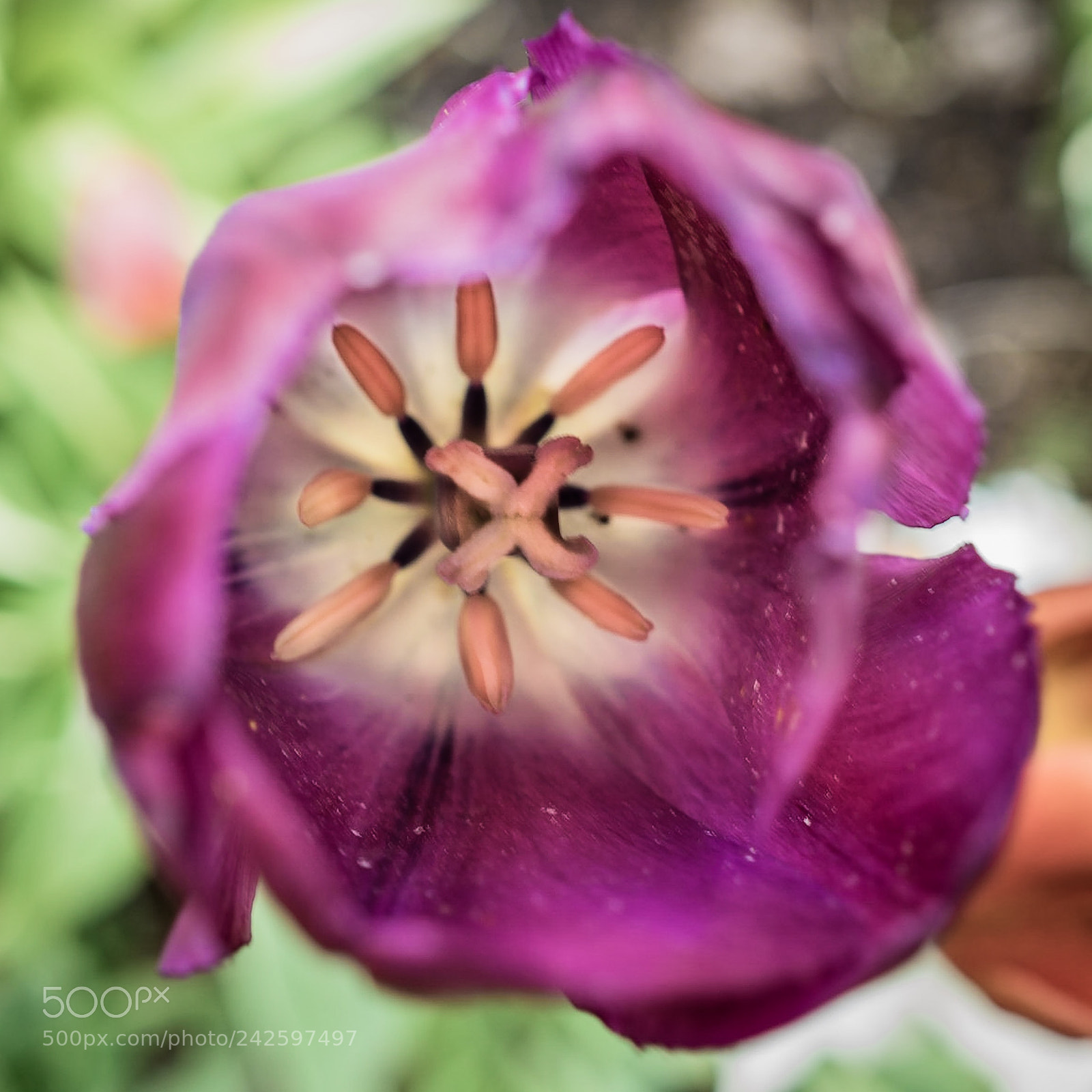 Sony a7R sample photo. Tulip ? photography
