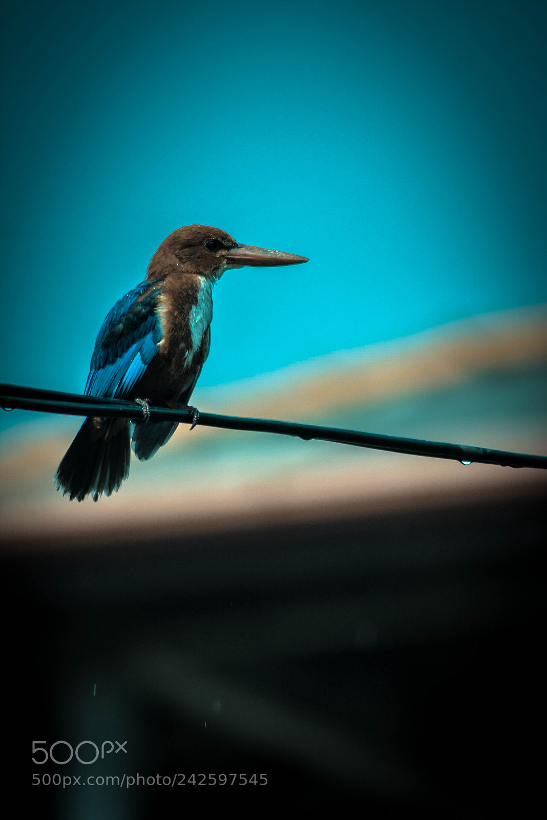 Nikon D7100 sample photo. Nn photography