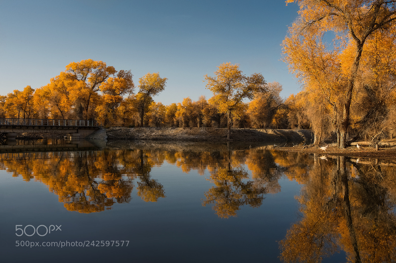 Canon EOS-1D X sample photo. Populus euphratica reflection photography