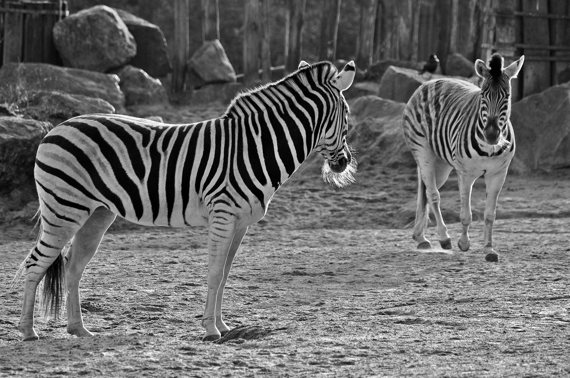 Nikon D5000 sample photo. Zebras photography