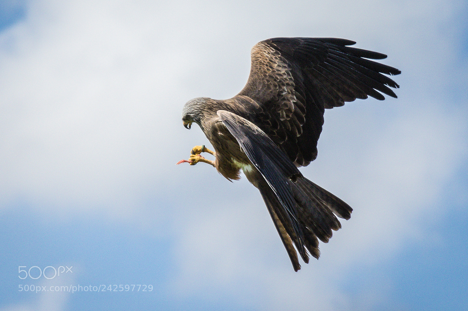 Canon EOS 7D Mark II sample photo. Black kite at the photography