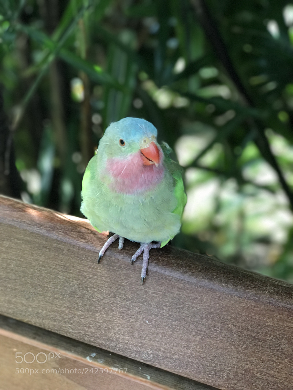 Apple iPhone 7 Plus sample photo. Bird of colors photography