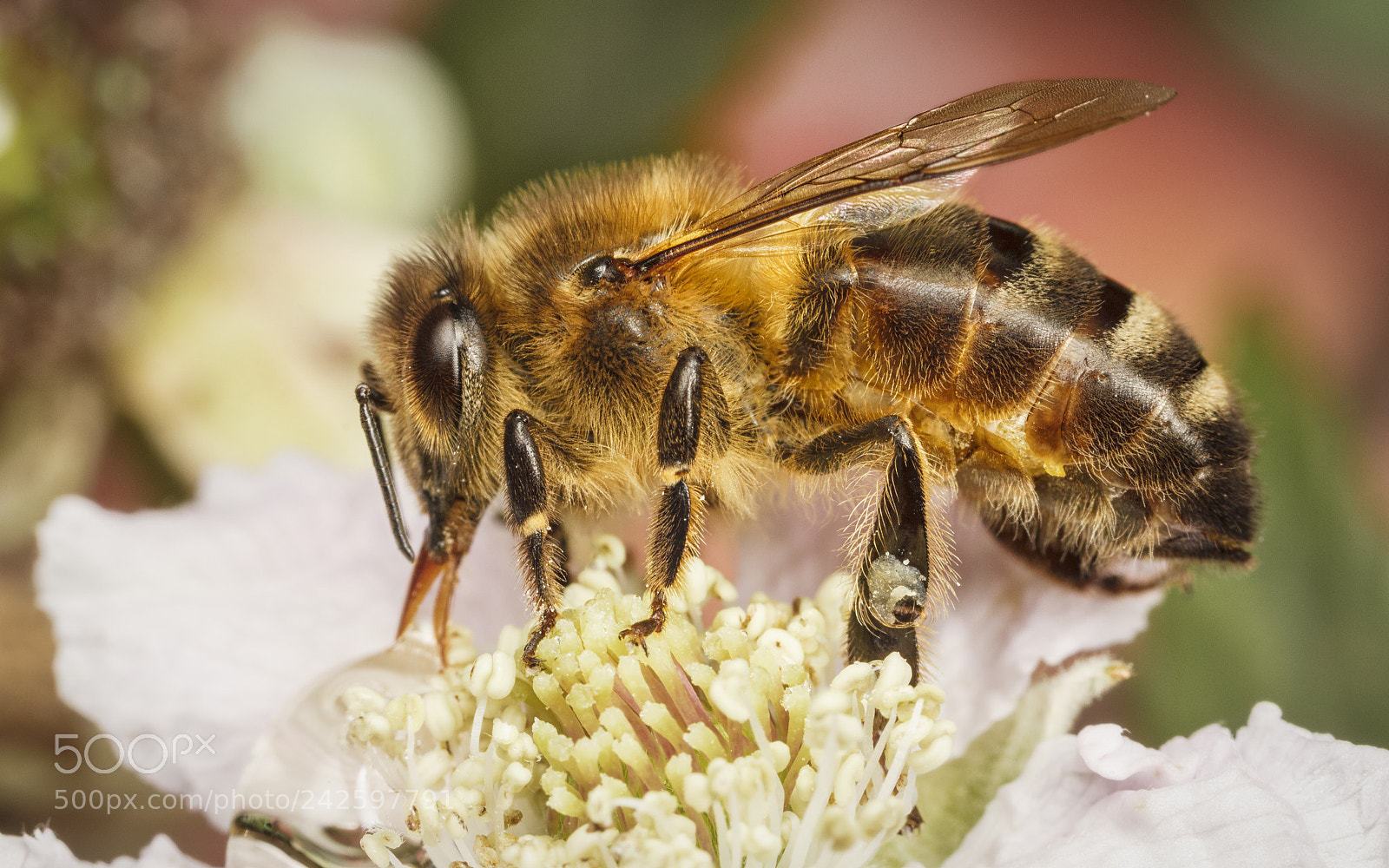 Canon EOS 550D (EOS Rebel T2i / EOS Kiss X4) sample photo. Western honey bee photography