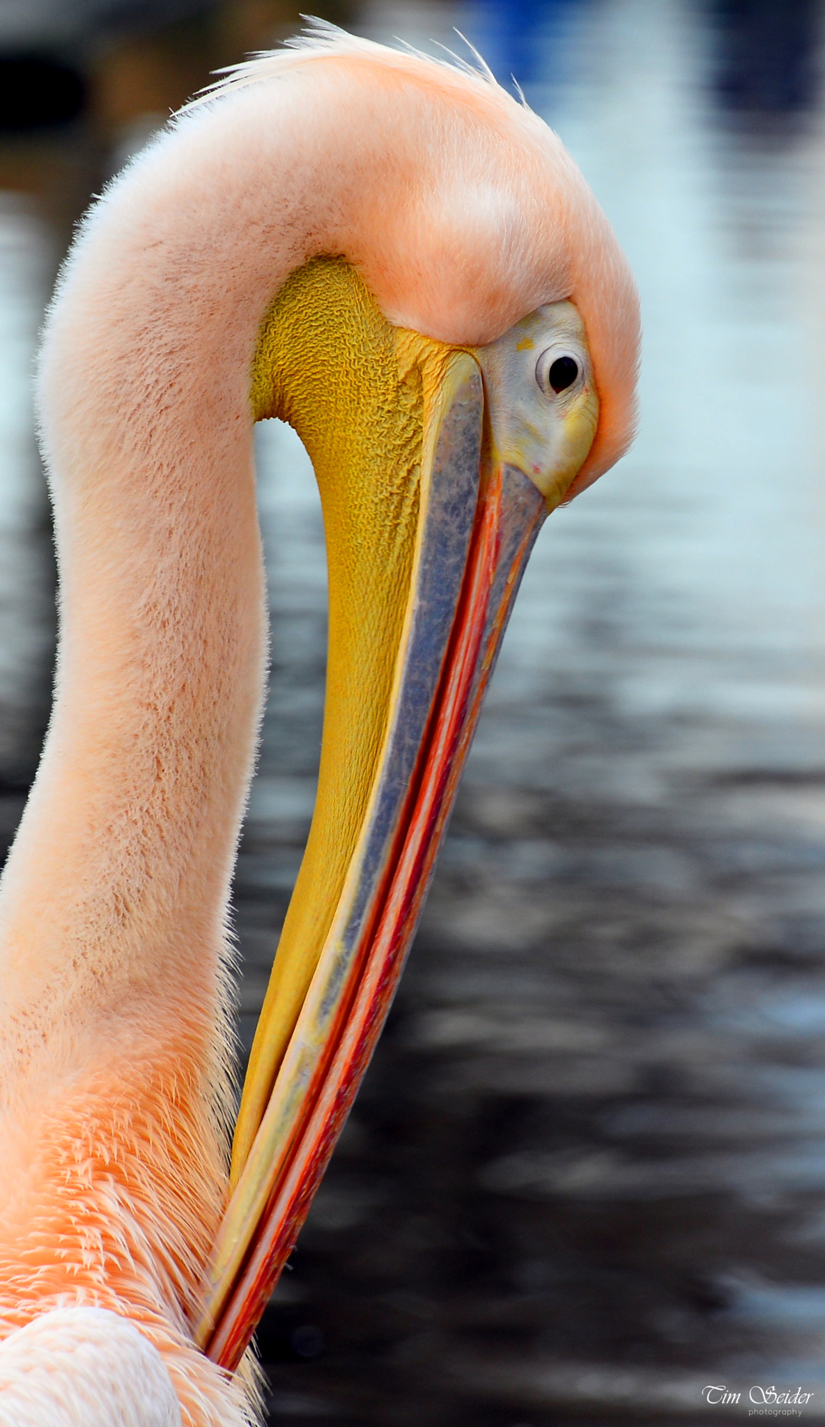 Nikon D610 sample photo. Pelican photography