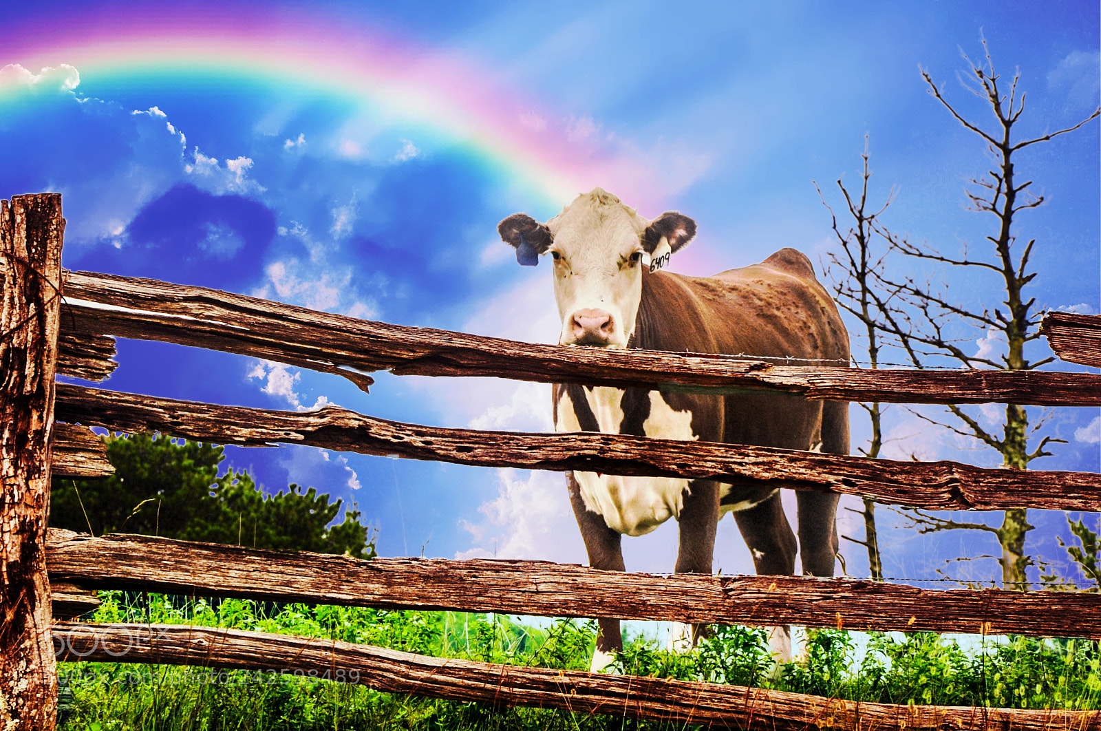 Nikon D700 sample photo. Fun cow photography