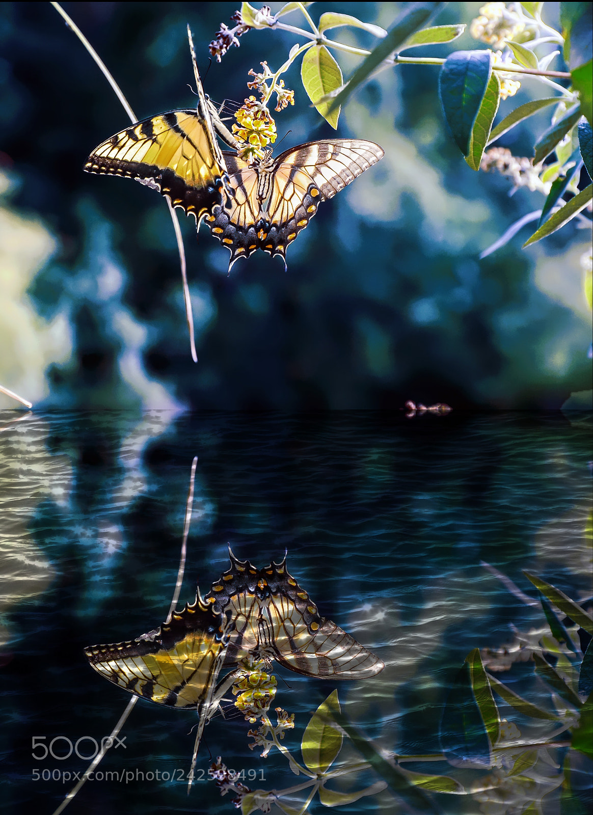 Nikon D700 sample photo. Butterfly photography