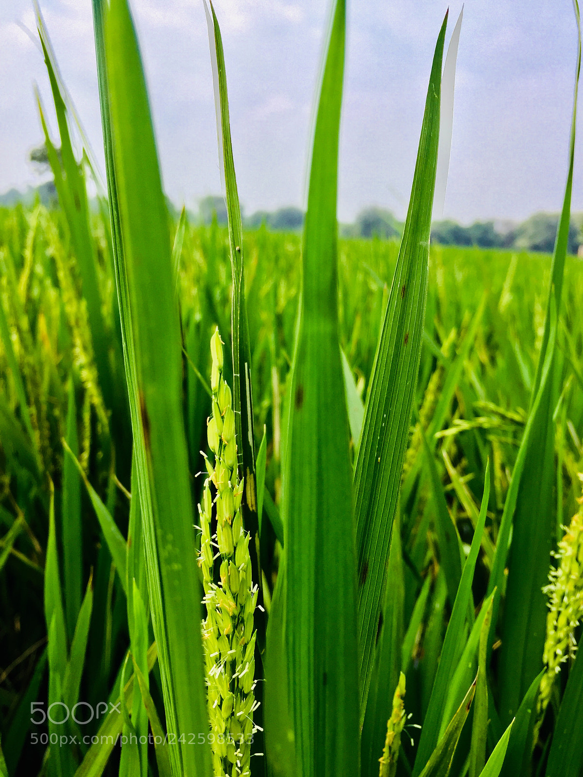 Apple iPhone 6 sample photo. Early stage of paddy photography