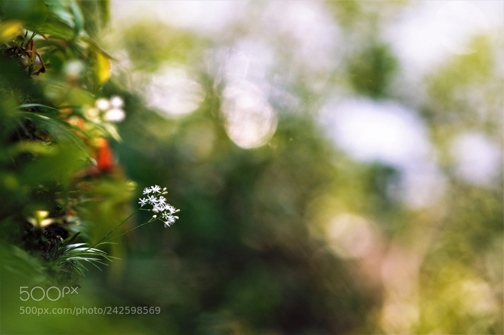 Nikon D90 sample photo. Wild flower photography