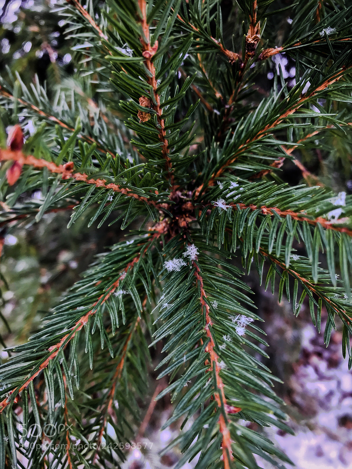 Apple iPhone 7 Plus sample photo. Img photography