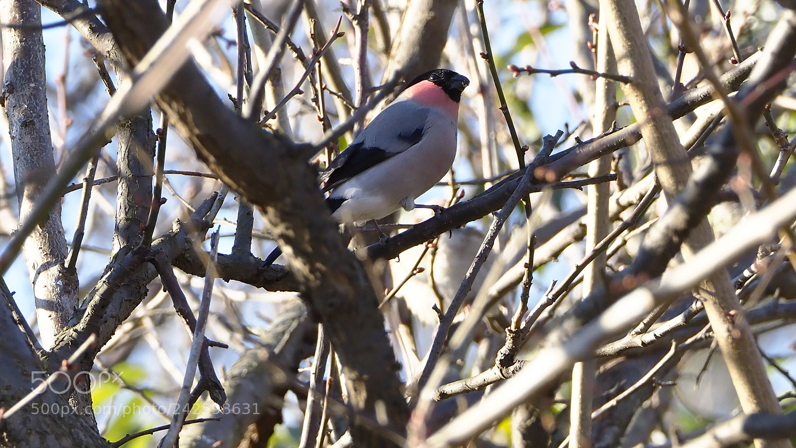 Olympus OM-D E-M1 Mark II sample photo. Eurasian bullfinch photography