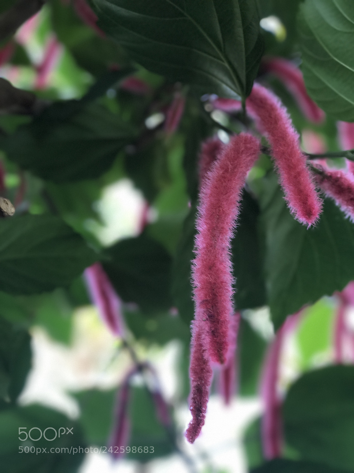 Apple iPhone 7 Plus sample photo. Fluffy pink plant photography