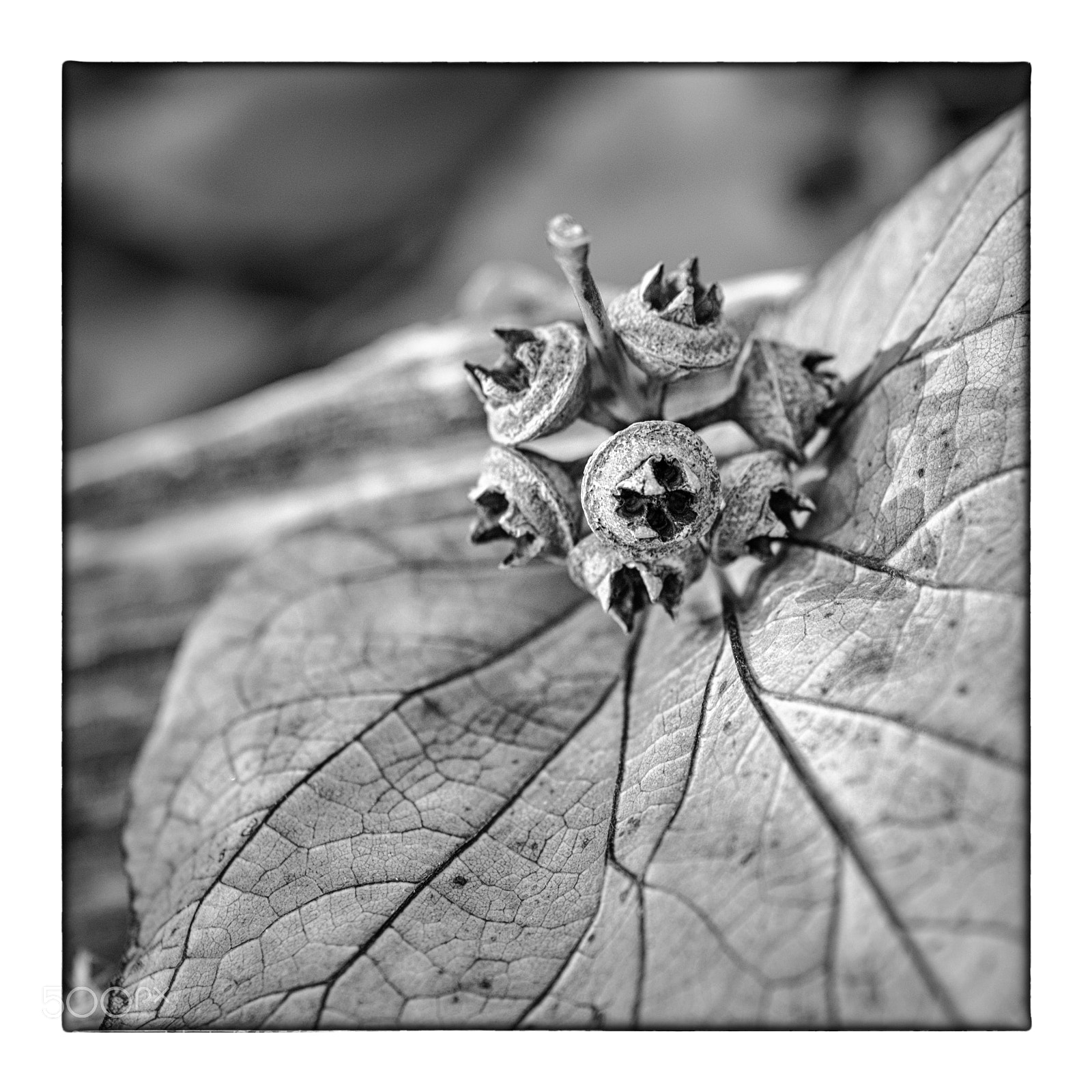 Nikon D7100 sample photo. Eucalyptus seeds on fallen photography