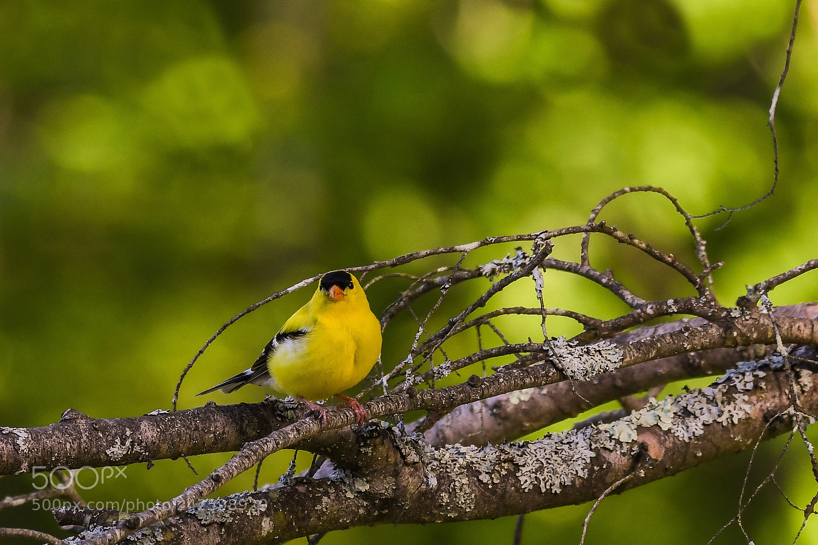 Nikon D500 sample photo. All puffed up photography