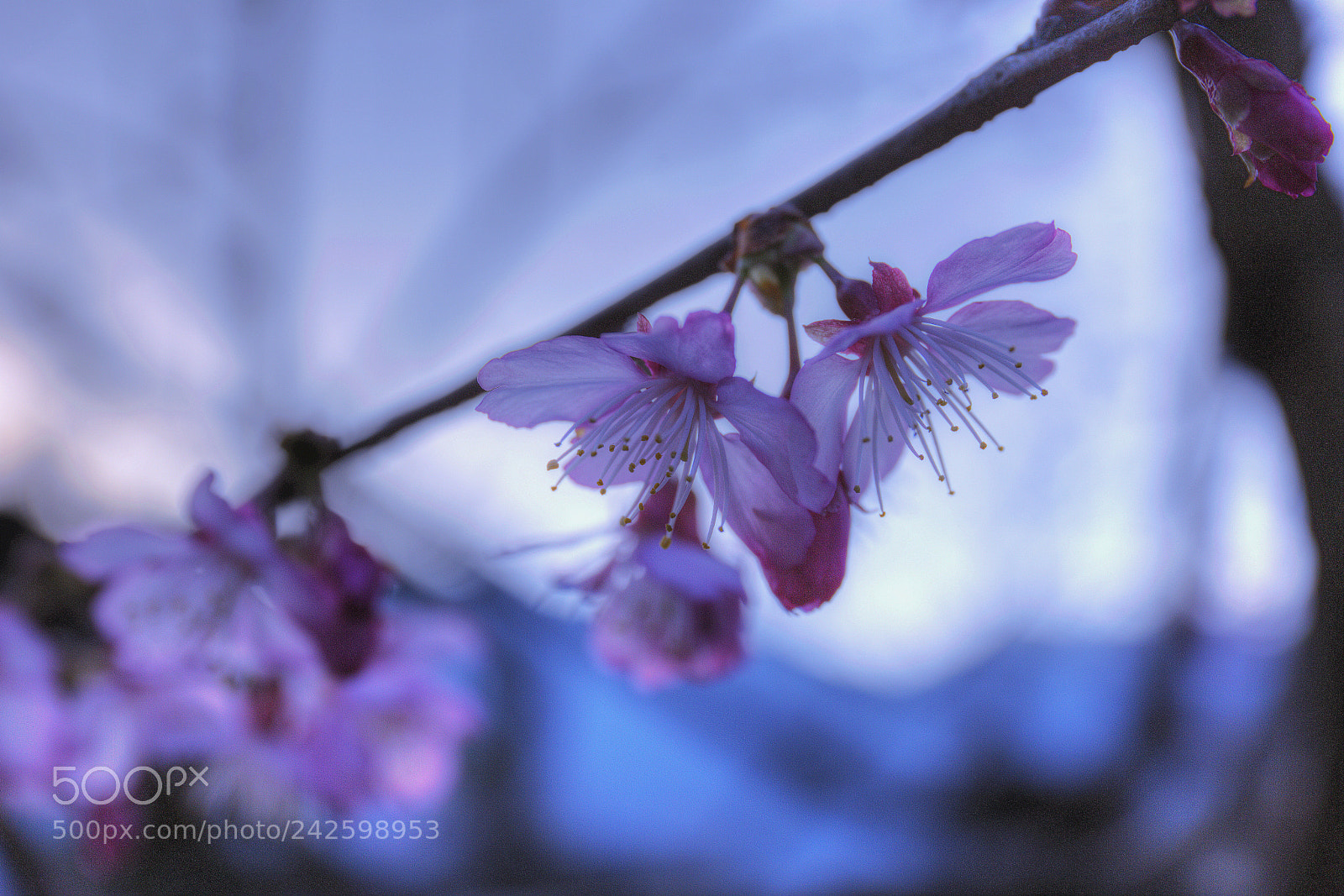 Canon EF 24-70mm F4L IS USM sample photo. 初開的櫻花 photography