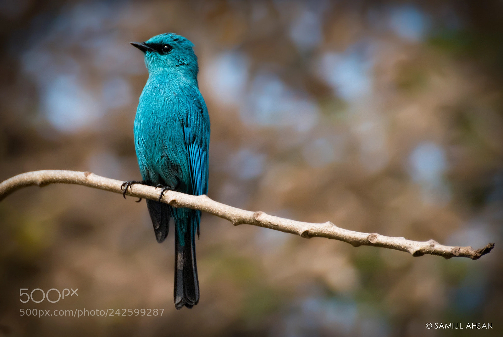 Nikon D5500 sample photo. Verditer flycatcher // অম্বর- চুটকি photography