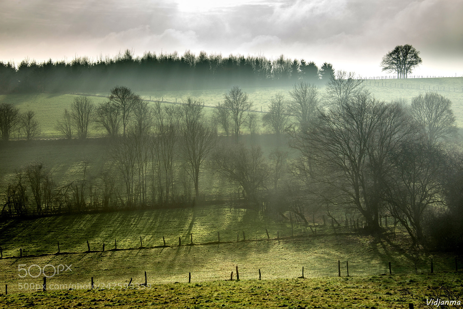 Nikon D610 sample photo. Shadows in the hedgerow photography