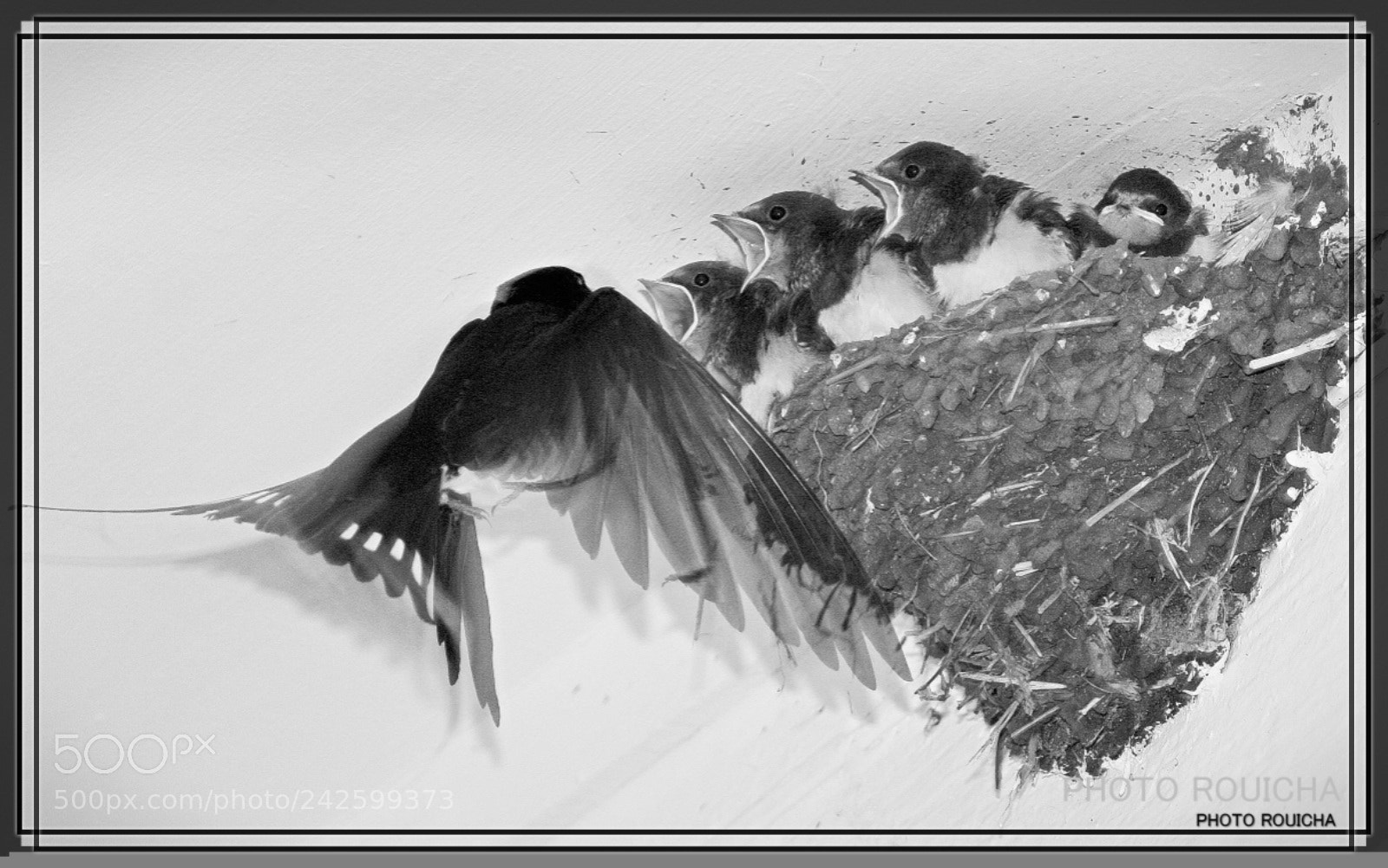 Nikon D2X sample photo. Untitled photography