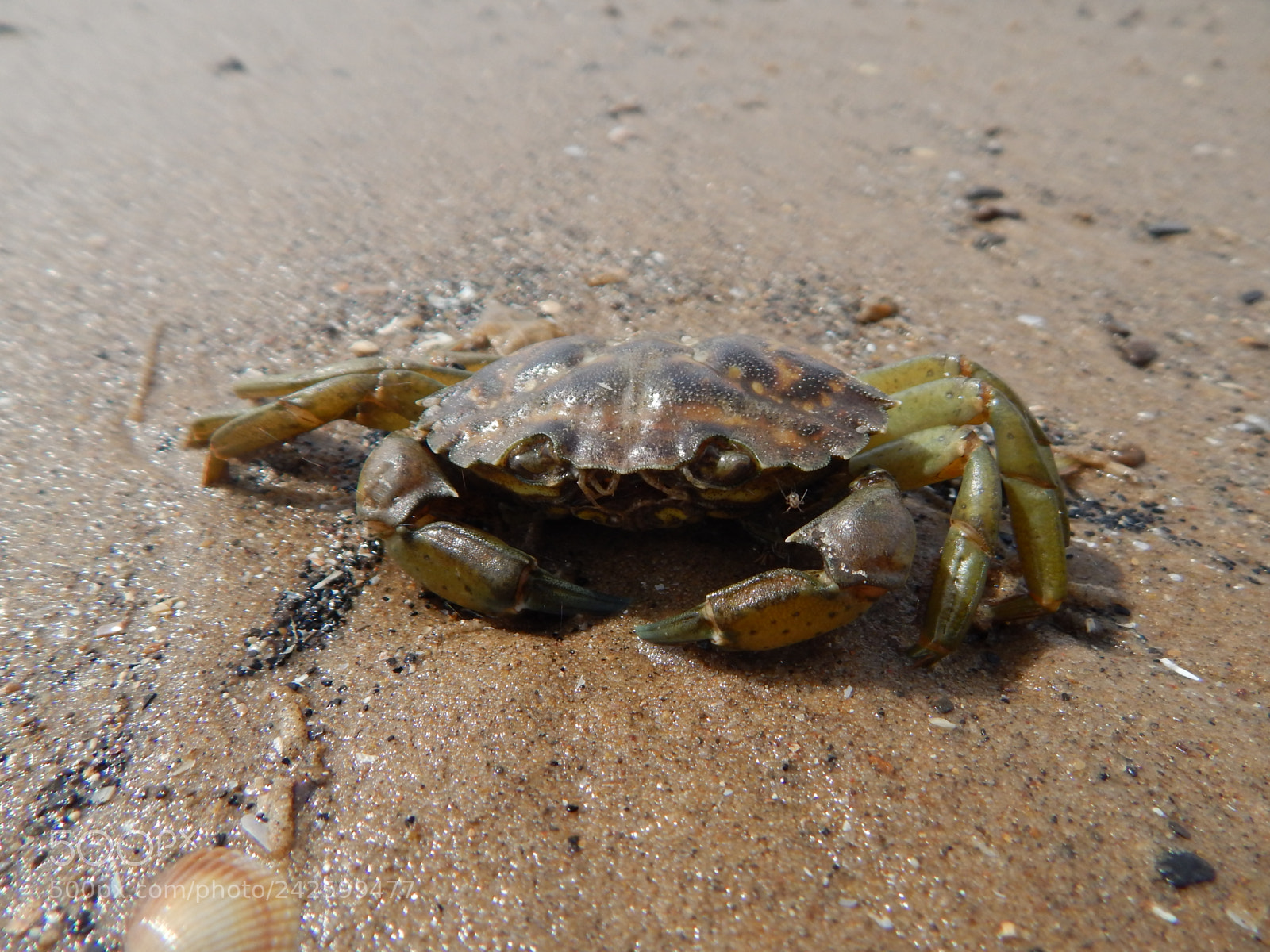 Nikon Coolpix L820 sample photo. Crab photography