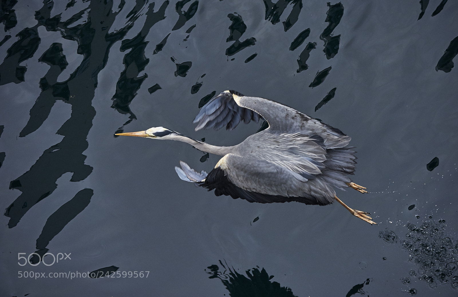 Nikon D3S sample photo. Grey heron photography