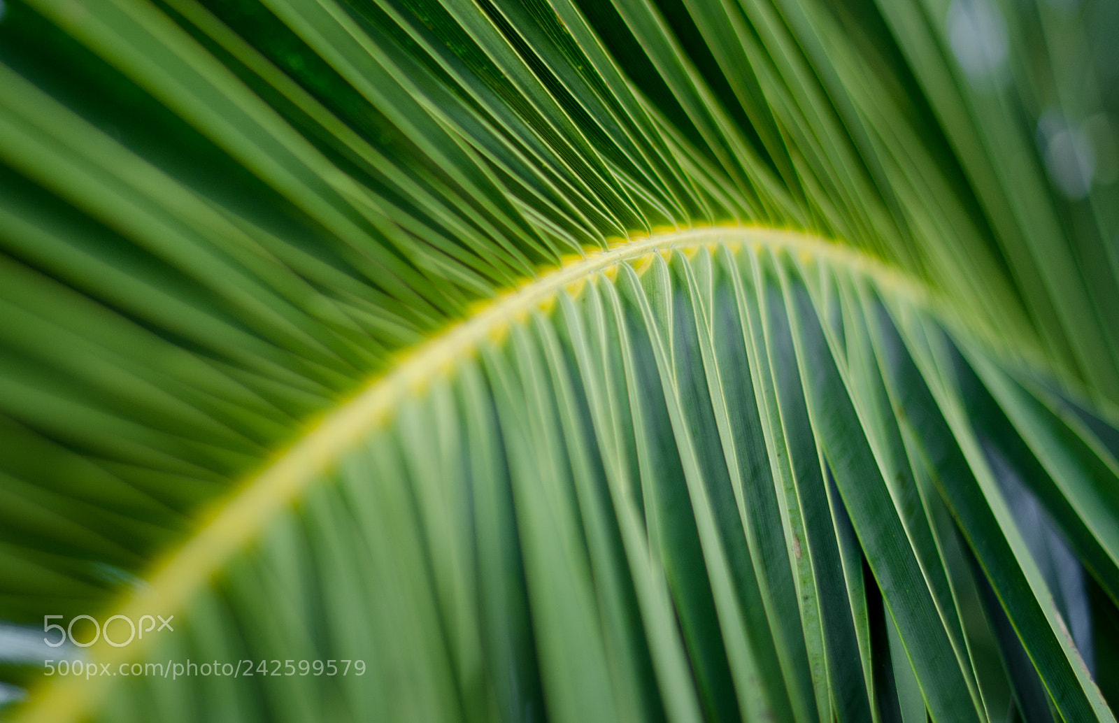 Nikon D5100 sample photo. Palm leaf, colour. photography