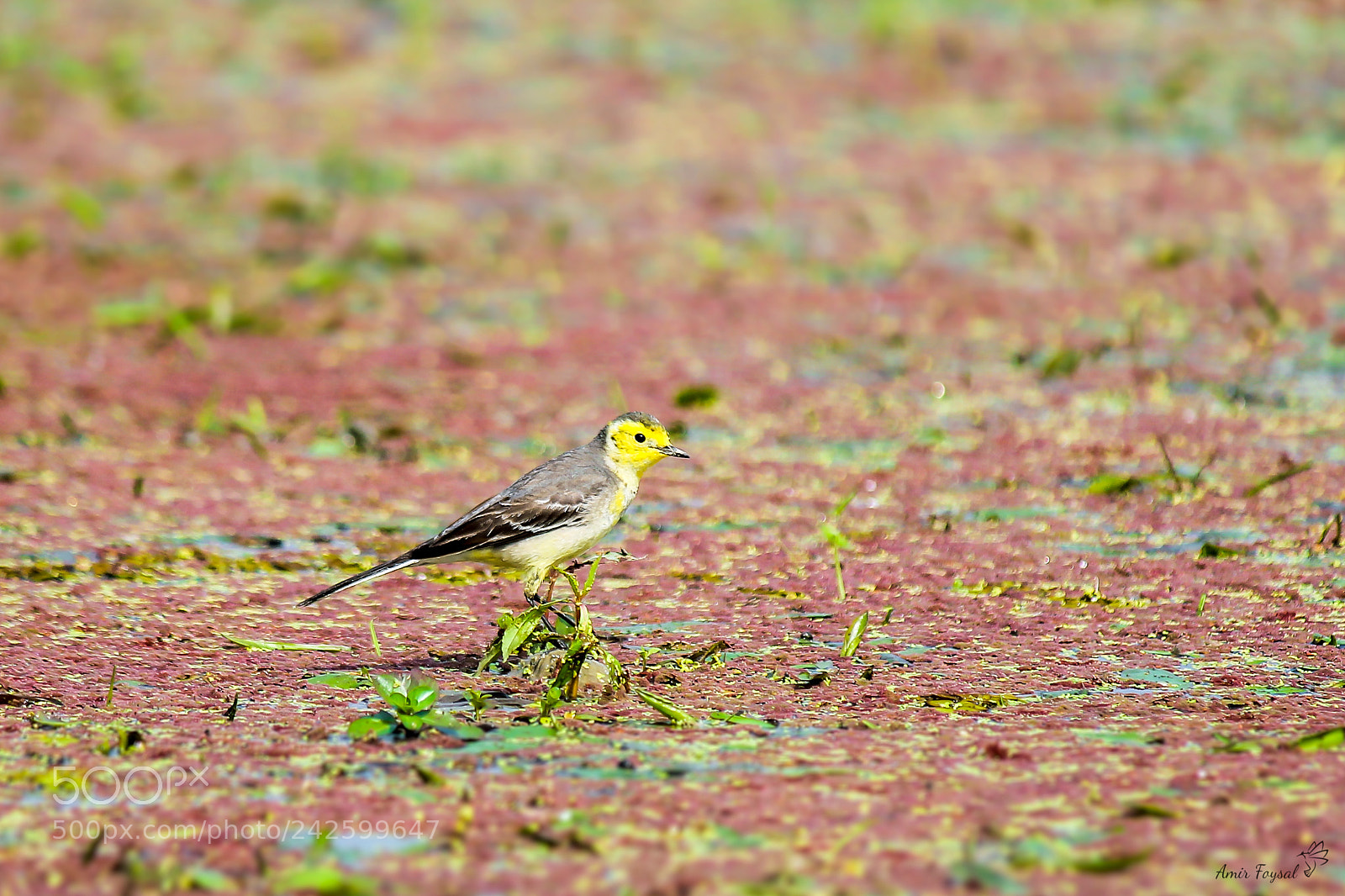 Canon EOS 1100D (EOS Rebel T3 / EOS Kiss X50) sample photo. Citrine wagtail photography