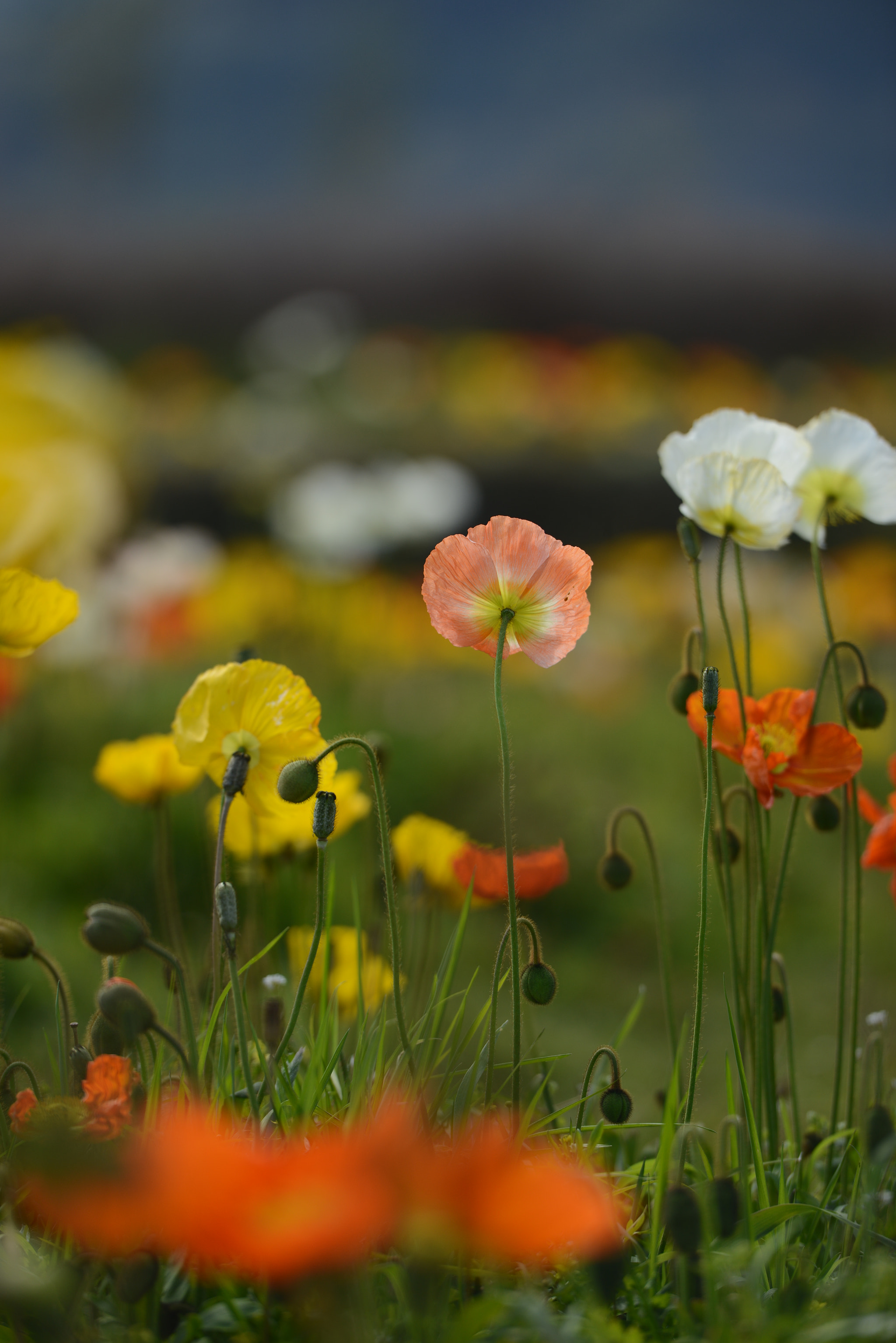 Nikon AF-S Nikkor 70-200mm F2.8G ED VR II sample photo. Dsc photography