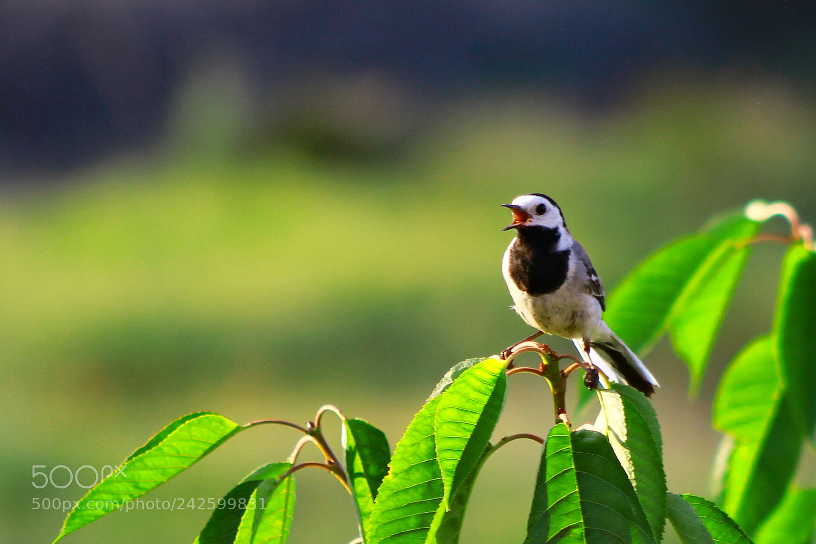 Canon EOS 60D sample photo. Bird photography