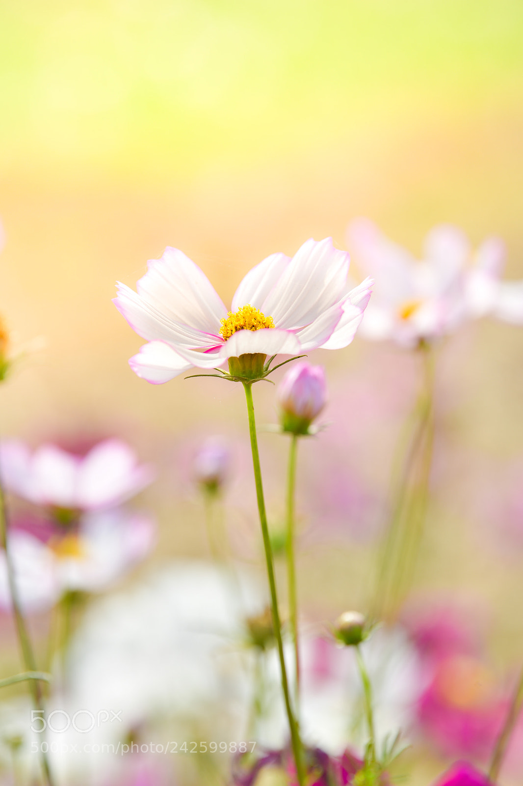 Nikon D5 sample photo. White cosmos. photography