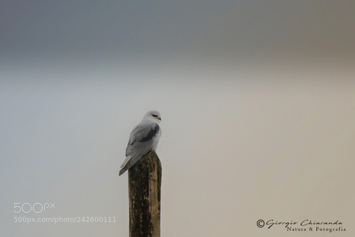 Canon EOS 7D Mark II sample photo. Nibbio bianco photography