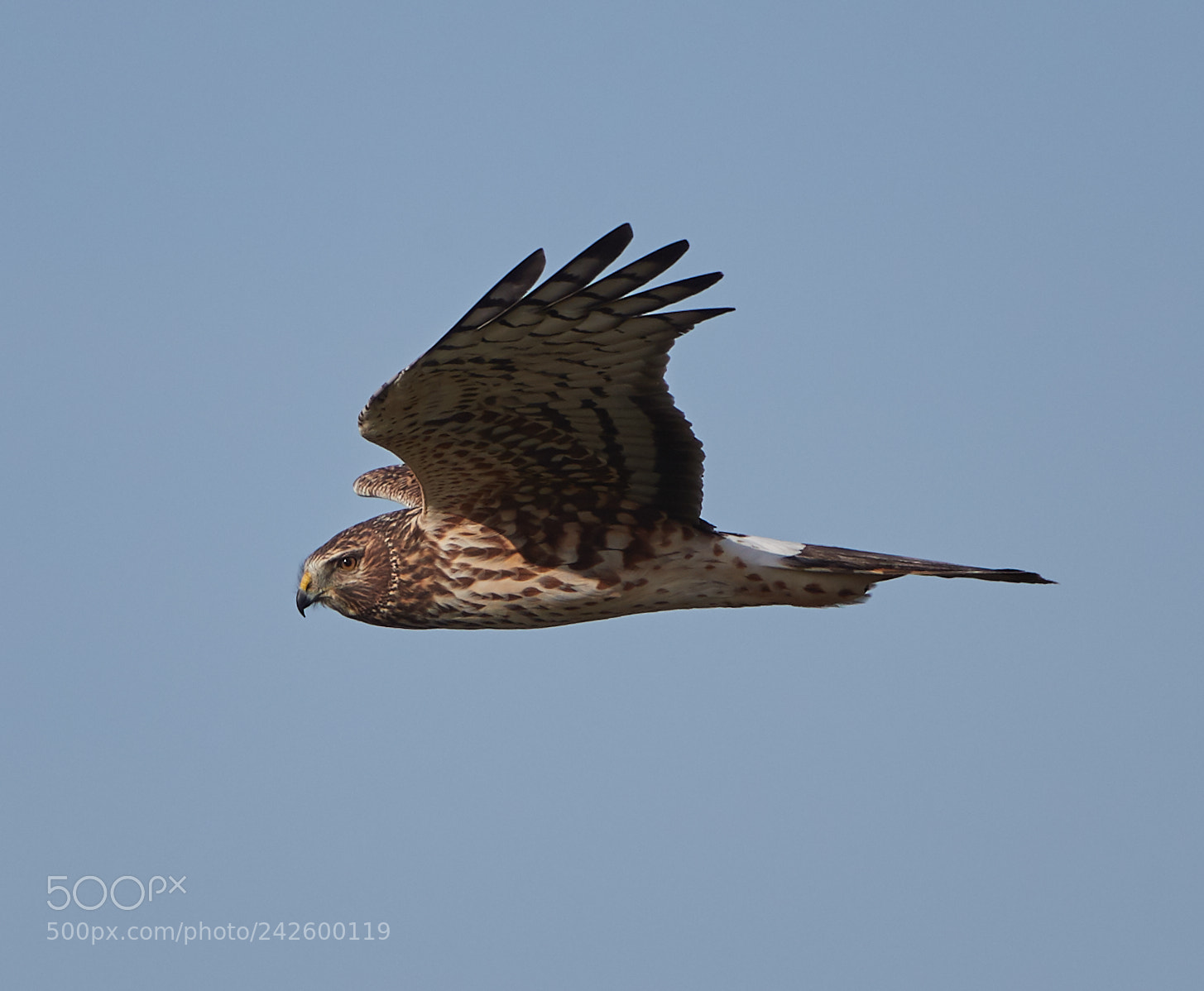 Canon EOS-1D X Mark II sample photo. 01-15-18-9413.jpg photography