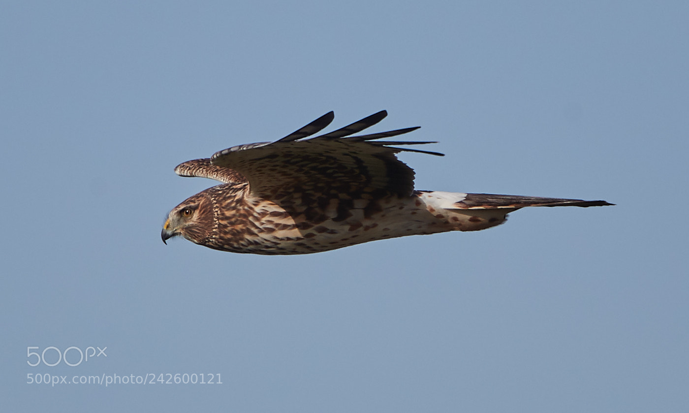 Canon EOS-1D X Mark II sample photo. 01-15-18-9414.jpg photography