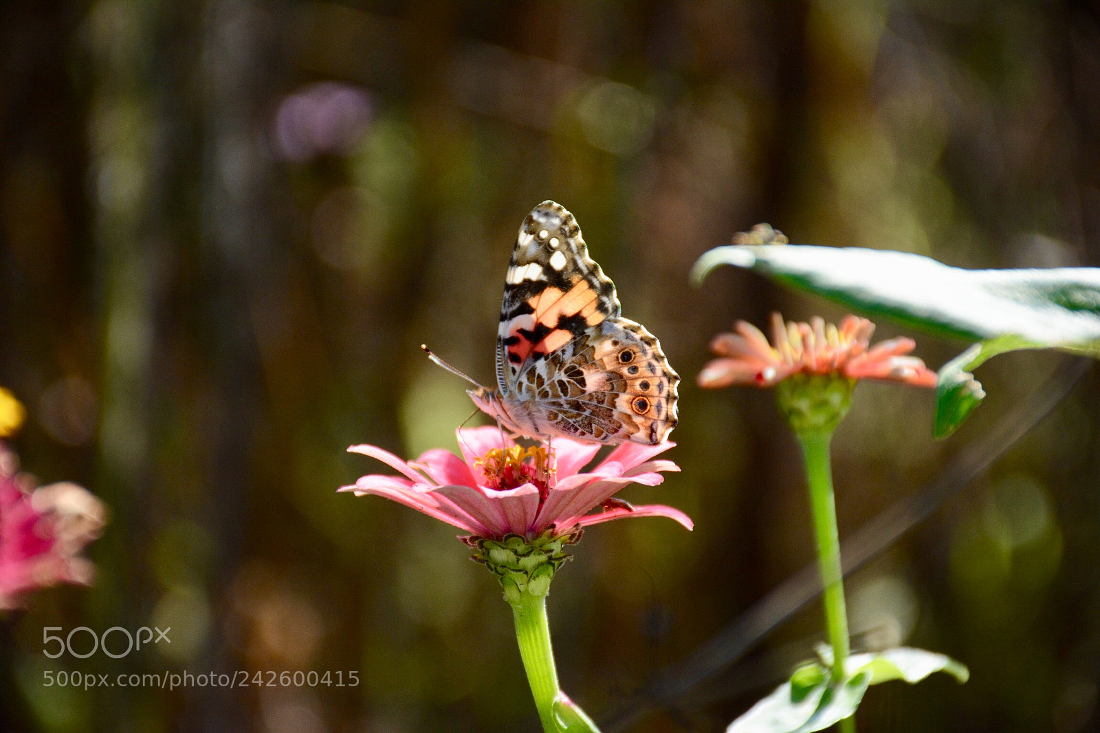 Nikon D7100 sample photo. Butterfly on a flower photography