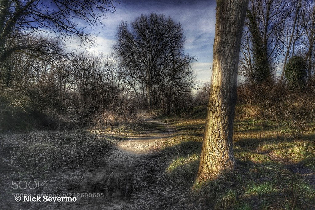 Sony a7R sample photo. Pathway photography