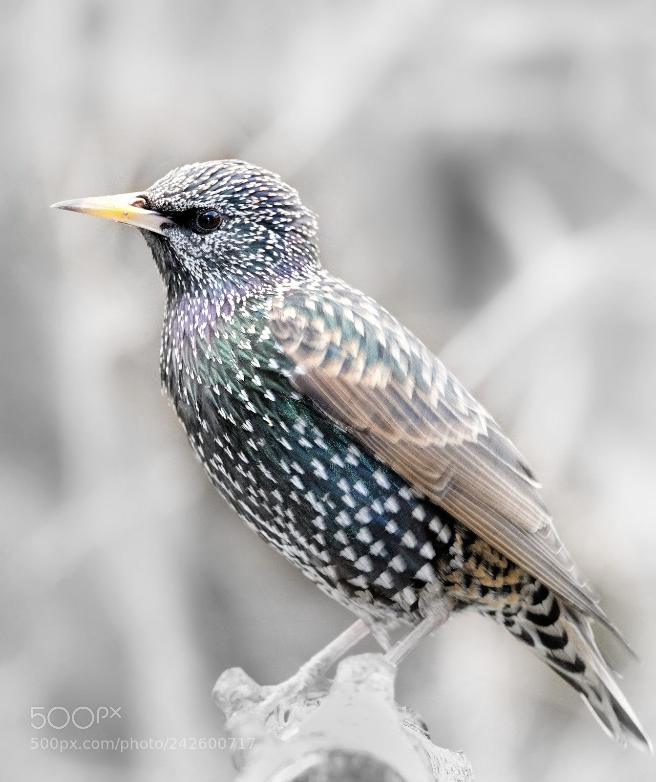 Fujifilm X-T20 sample photo. "a january starling". photography