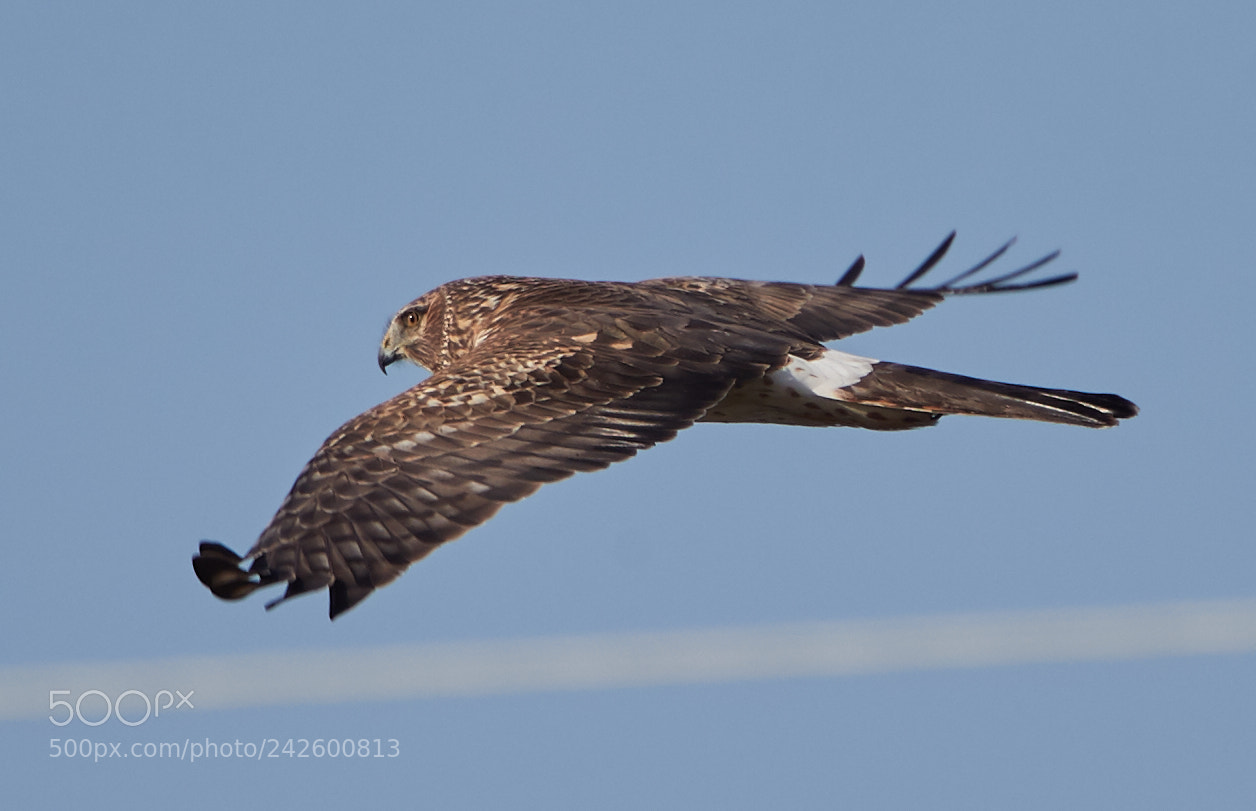 Canon EOS-1D X Mark II sample photo. 01-15-18-9411.jpg photography