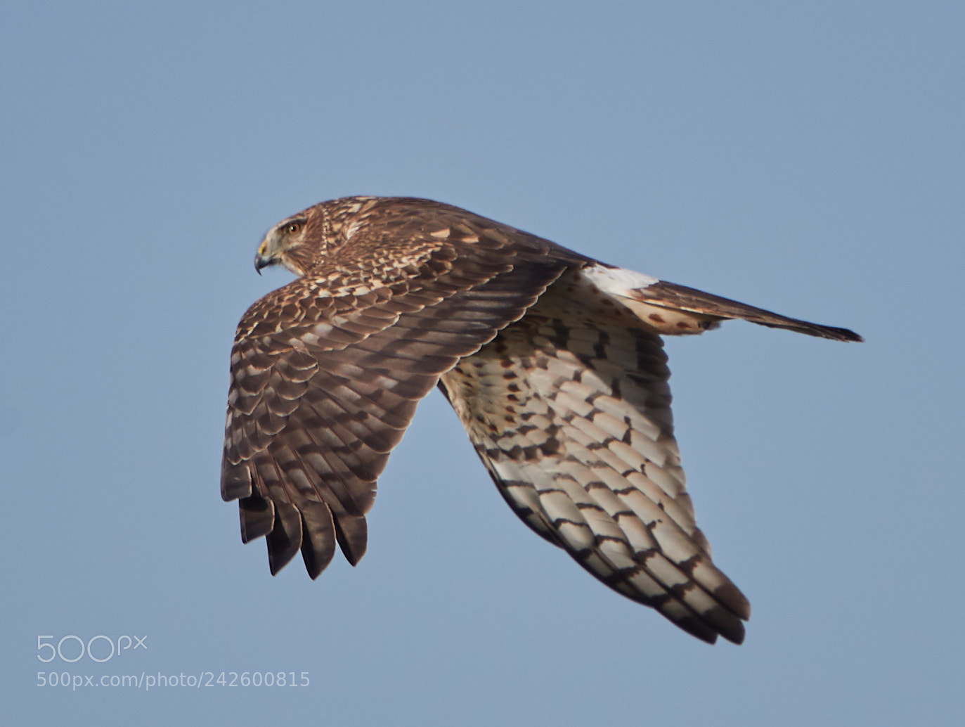 Canon EOS-1D X Mark II sample photo. 01-15-18-9412.jpg photography