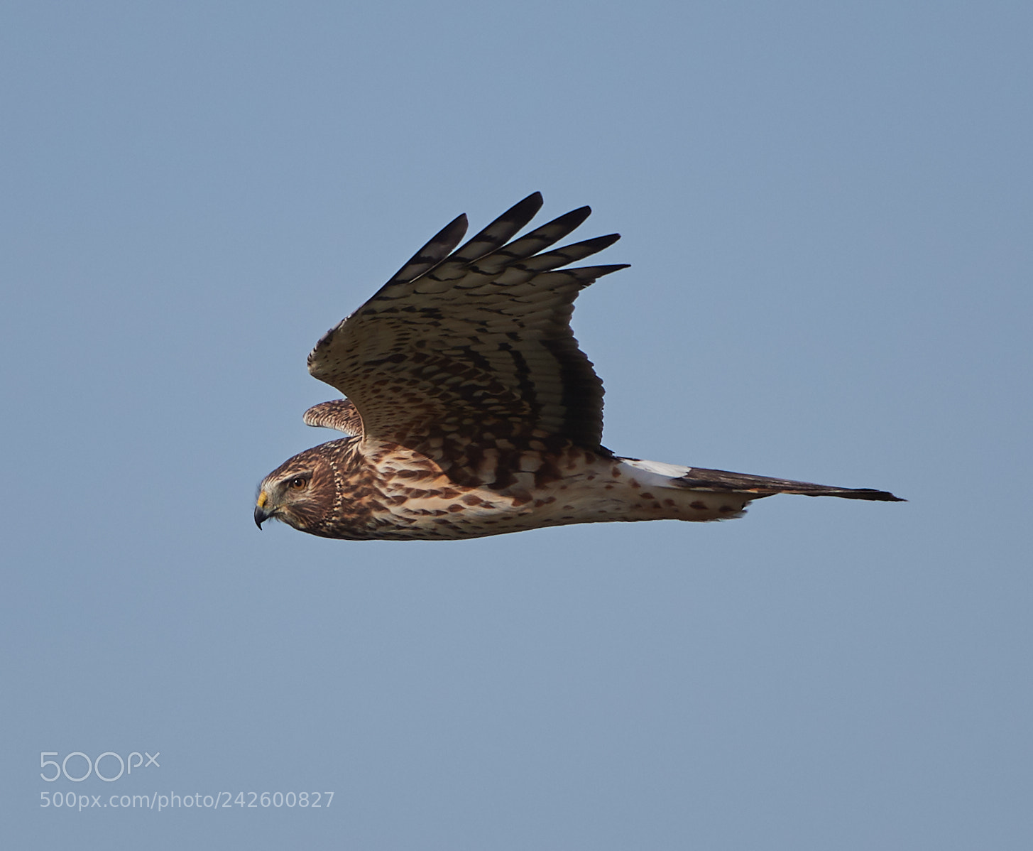 Canon EOS-1D X Mark II sample photo. 01-15-18-9413.jpg photography