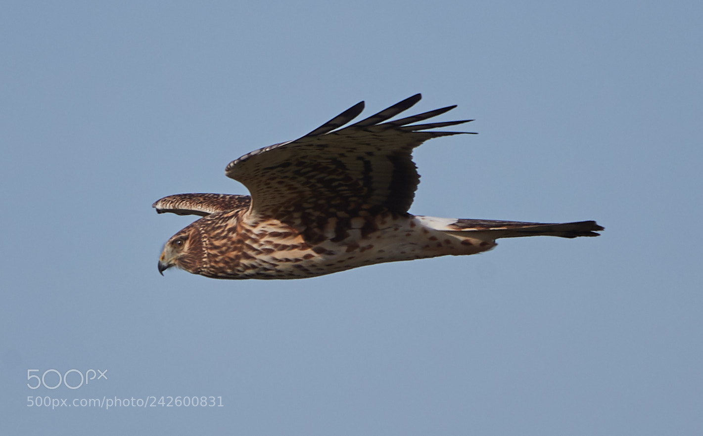 Canon EOS-1D X Mark II sample photo. 01-15-18-9415.jpg photography