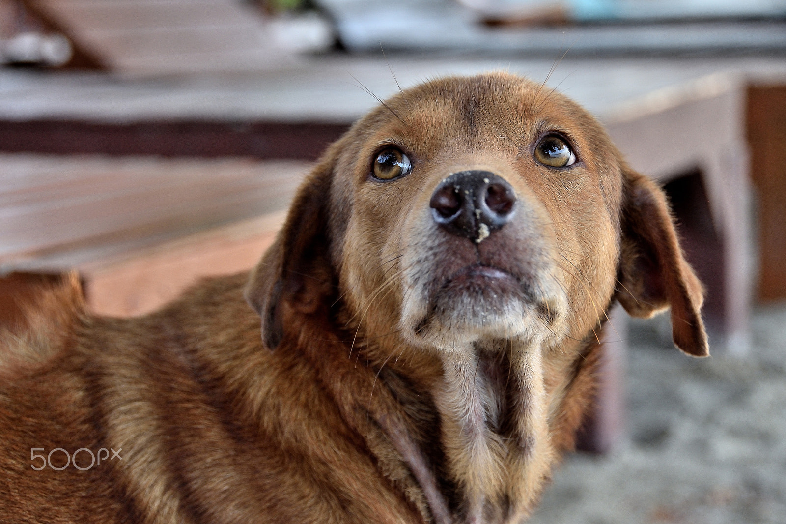 Nikon D7200 sample photo. Feuille, my lovely friend photography