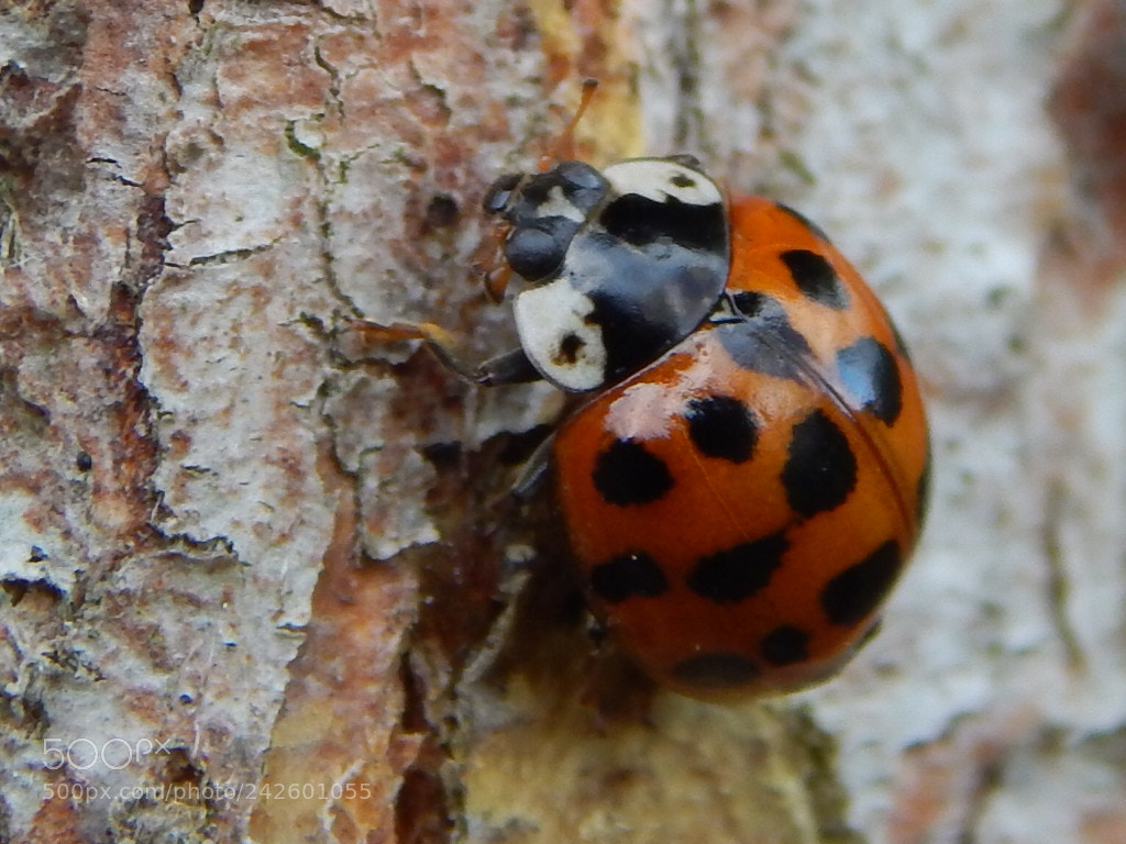 Nikon Coolpix L820 sample photo. Ladybug / ladybird photography