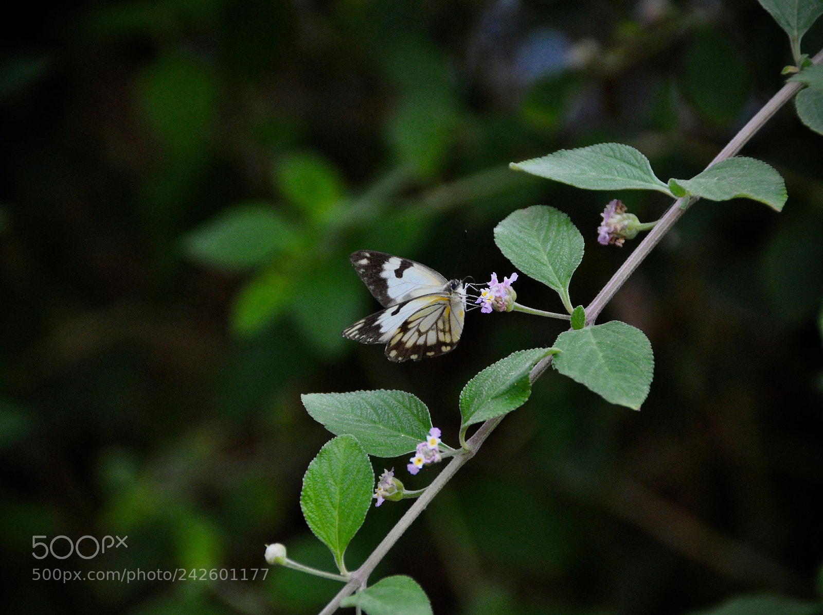 Nikon D90 sample photo. Borboleta no dande photography