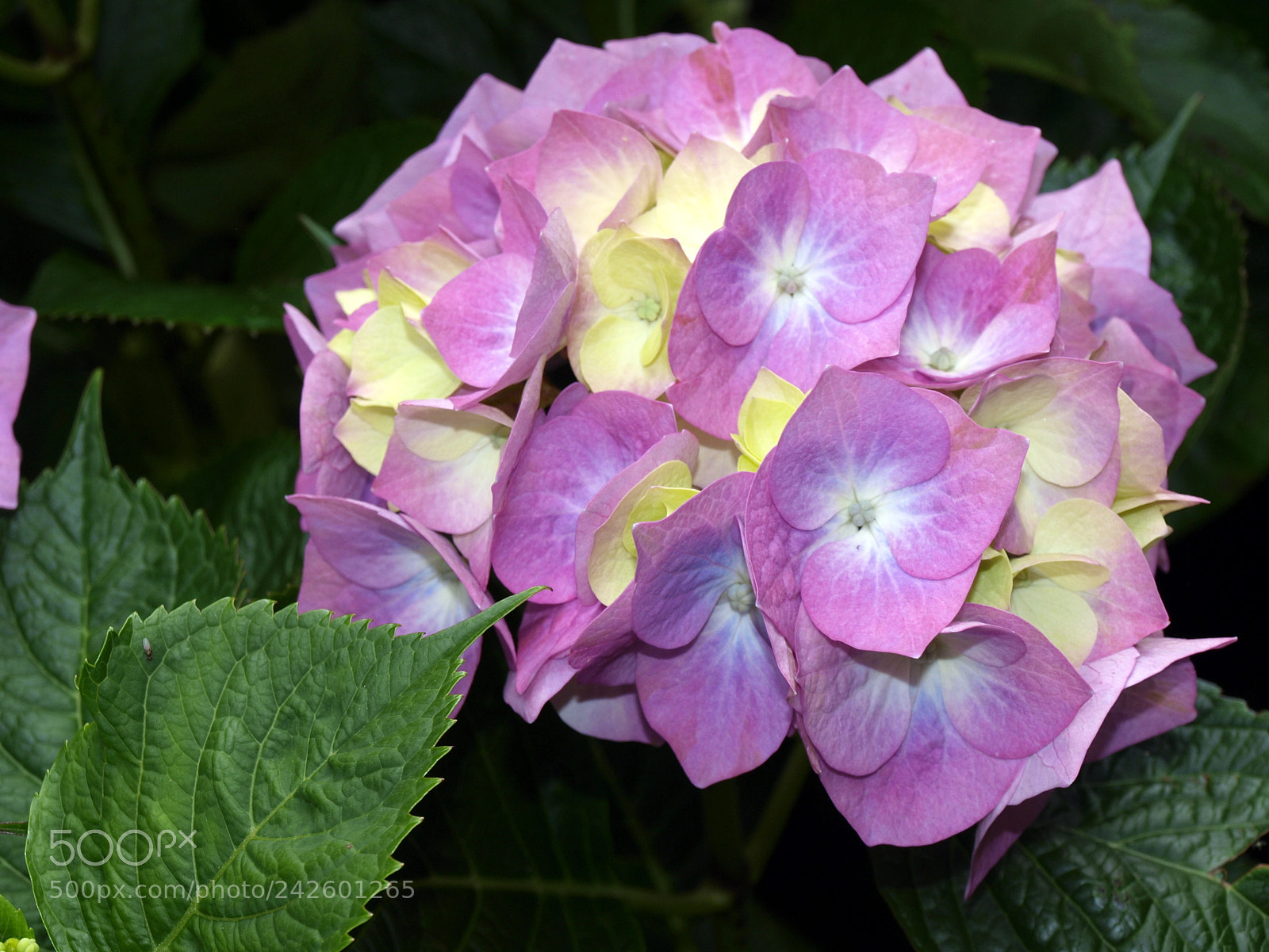 Olympus E-420 (EVOLT E-420) sample photo. Hydrangea. photography