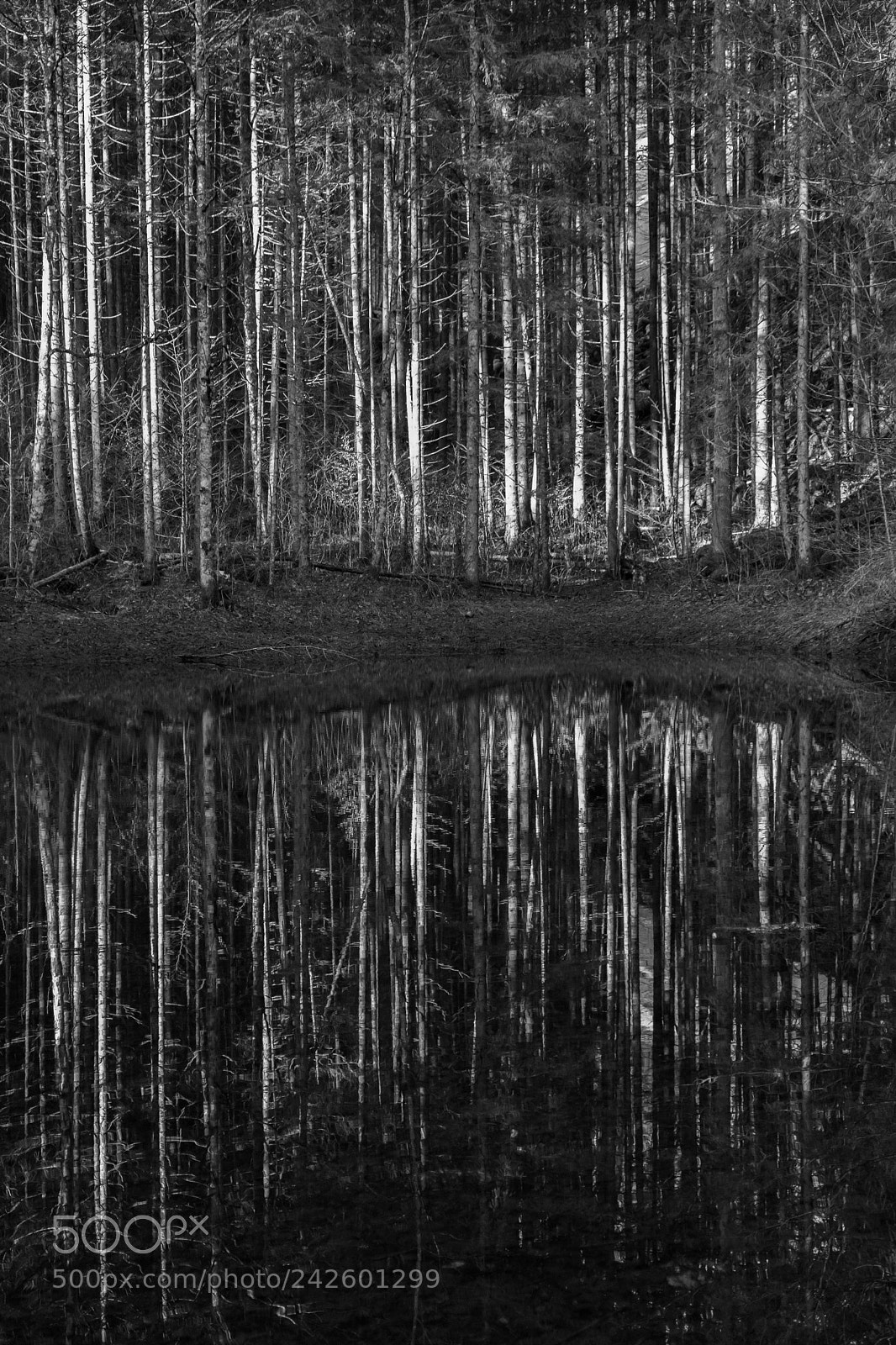 Fujifilm X-E3 sample photo. Water as a mirror photography